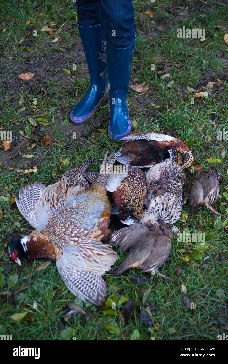 Faisans abattus lors d'un tir d'oiseau gibier, ferme St clair et domaine de tir, Hampshire Angleterre des années 2000 Royaume-Uni HOMER SYKES Banque D'Images