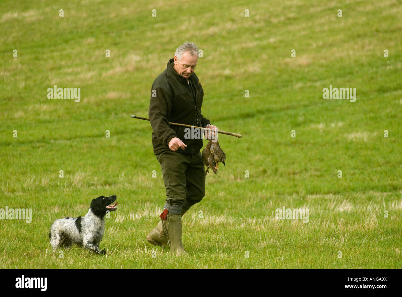 Gibier à oiseaux tir St clair Estate Hampshire Angleterre récupérateur homme et chien. HOMER SYKES des années 2000 Banque D'Images