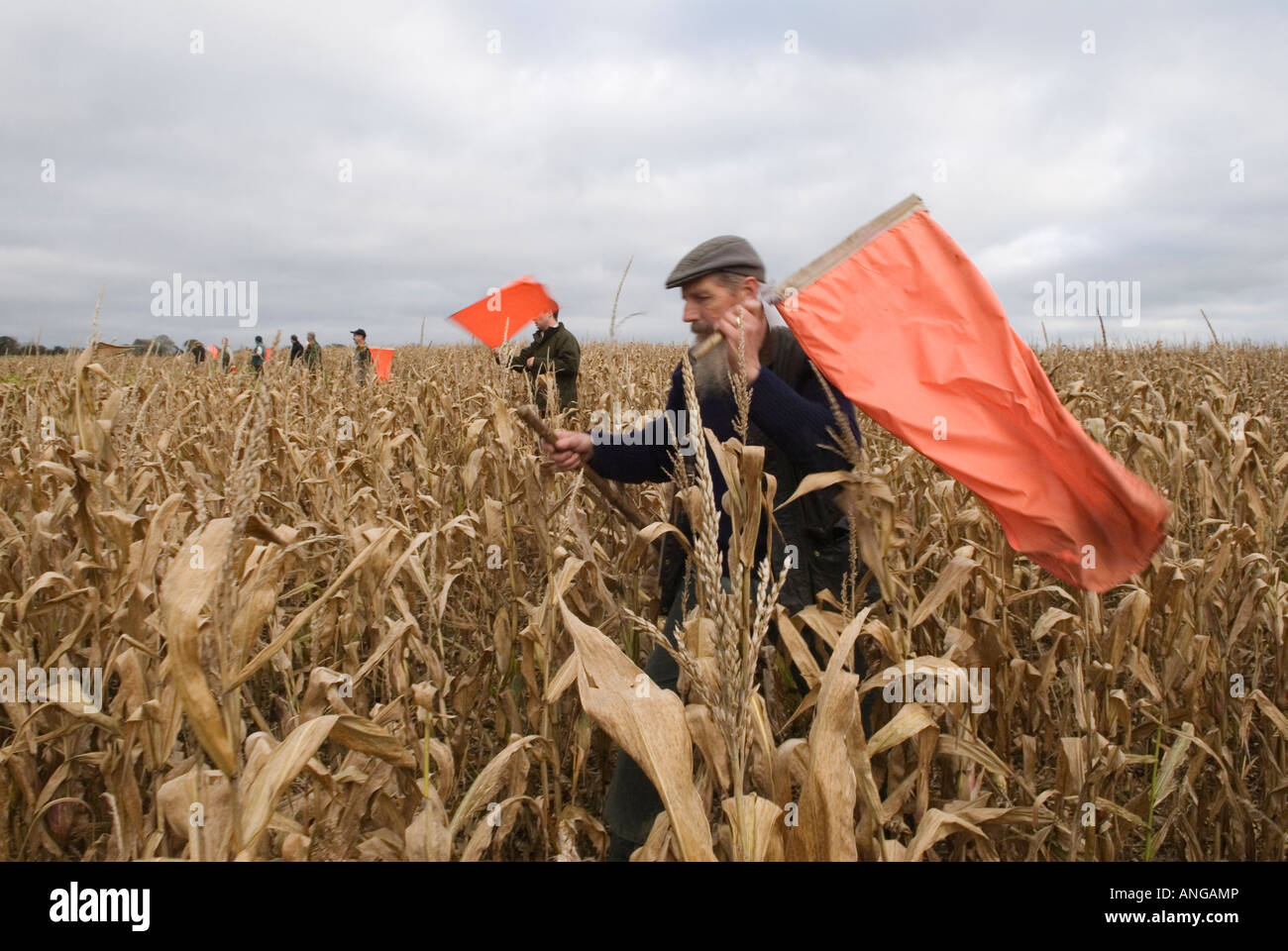 Batteurs batteur avec drapeaux d'avertissement rouges. Gibier à gibier tir les oiseaux fusillant sur le domaine de St clair, Hampshire, Angleterre des années 2000 Royaume-Uni HOMER SYKES Banque D'Images