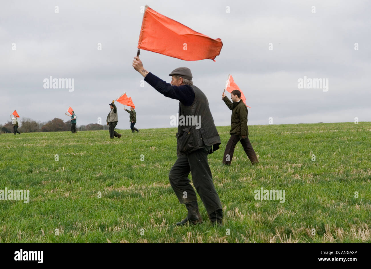 Tirs entraînés, batteurs avec des drapeaux d'avertissement rouges évacuant les oiseaux. Tir d'oiseau gibier tir sur le domaine de St clair, Hampshire, Angleterre des années 2000 Royaume-Uni Banque D'Images