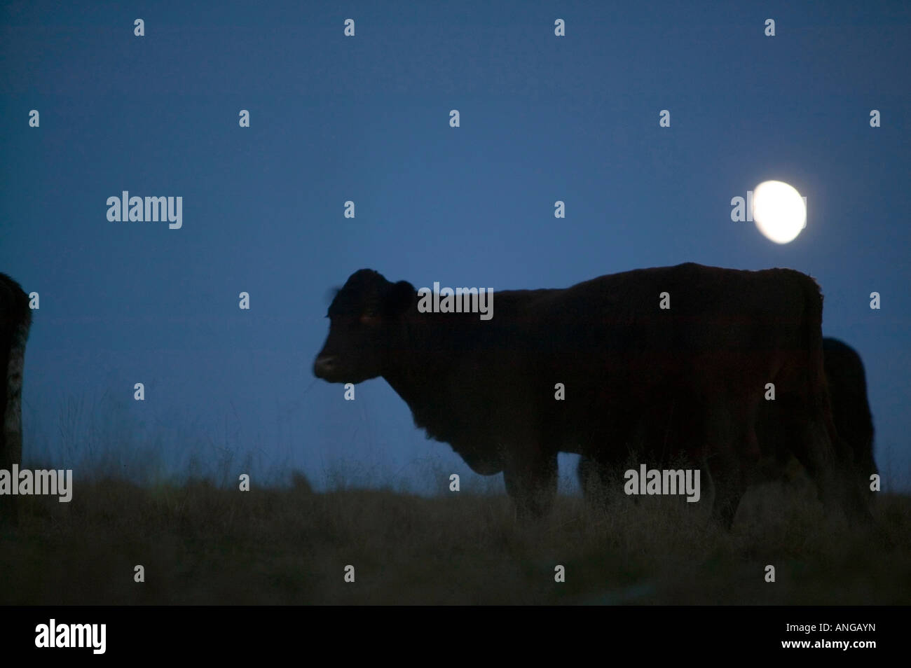 Une vache avec un lever de lune derrière à Ambleside Cumbria UK Banque D'Images