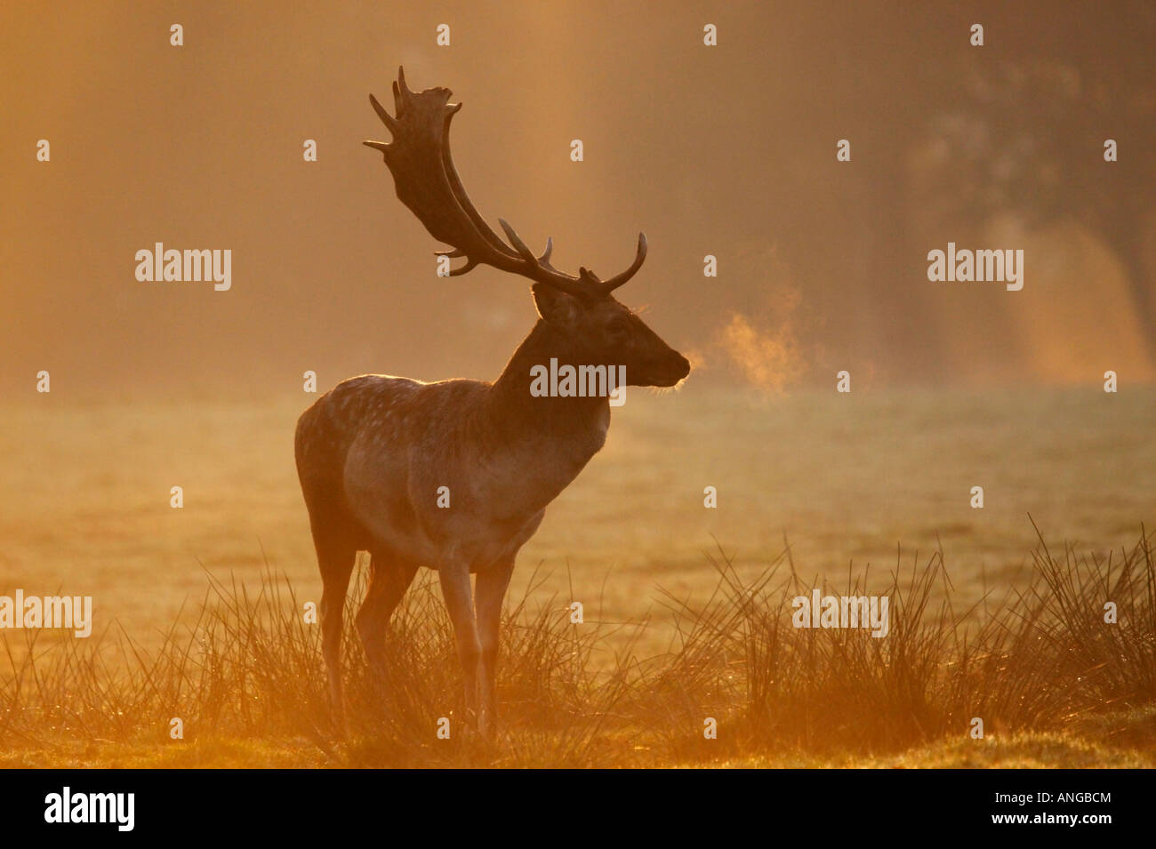 Daims Cervus dama buck photographié dans la brume au lever du soleil dans la campagne du Cheshire, Royaume-Uni Banque D'Images