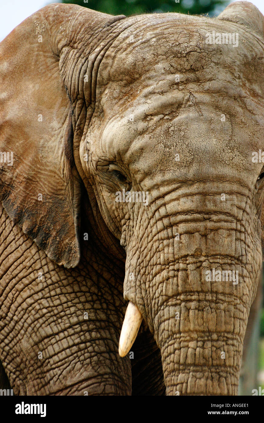 Close up elephant head Banque D'Images