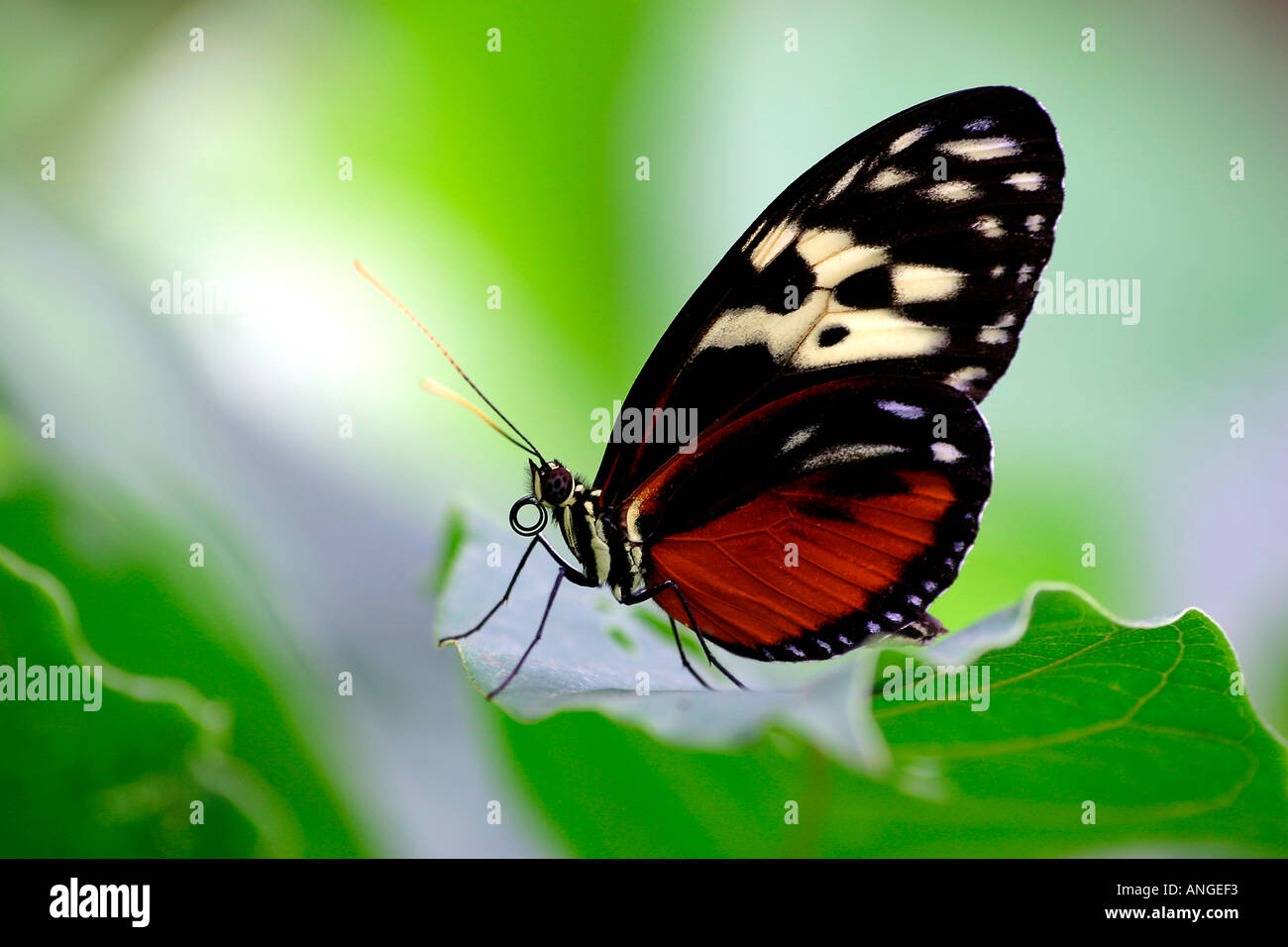 Butterfly, macro, close-up, feuille Banque D'Images