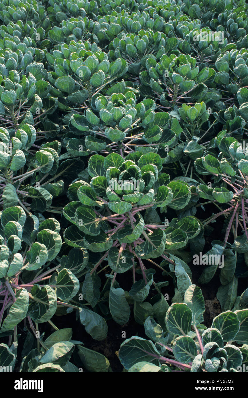 Chou de Bruxelles (Brassica oleracea var. gemmifera) Banque D'Images