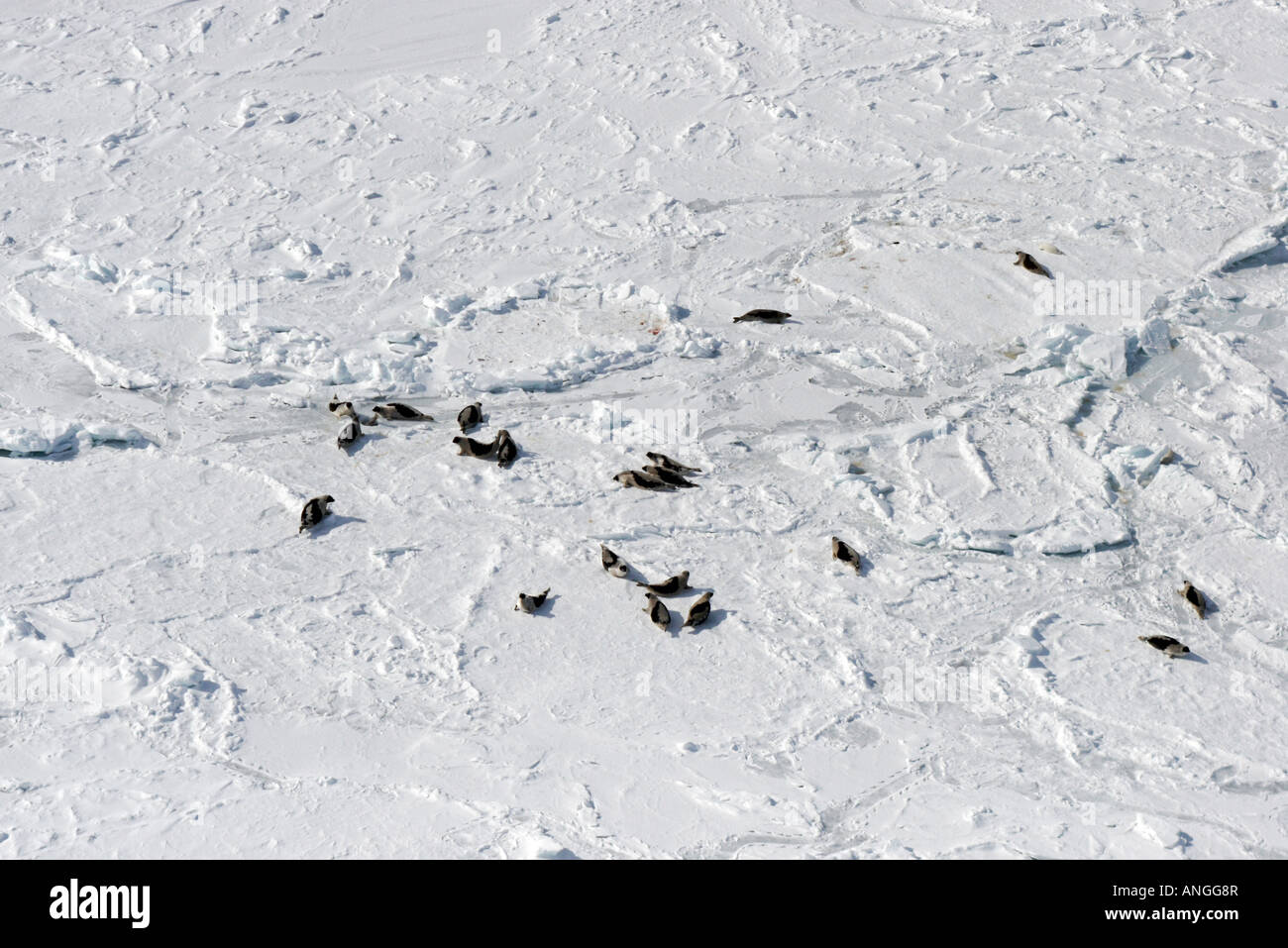 Oiseaux posés sur la mer couverte de neige Banque D'Images