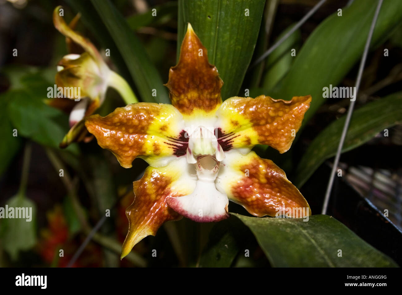 Huntleya meleagris orchid. Également connu sous le nom de notation comme une pintade ou Avis meleagris Banque D'Images