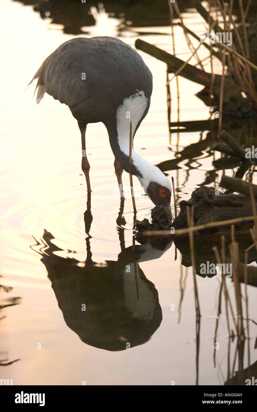 Demoiselle Crane, Grus virgo, l'alimentation Banque D'Images