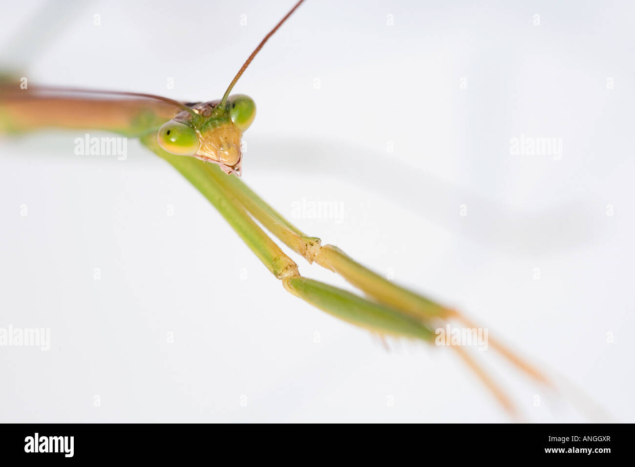 Praying mantis chef jambes close up Banque D'Images