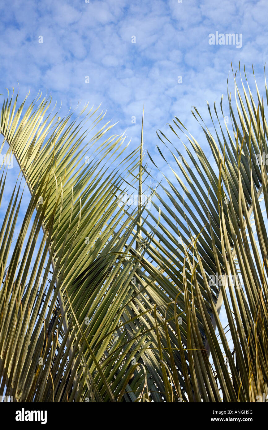 Le feuillage de palmier contre et ciel bleu Banque D'Images