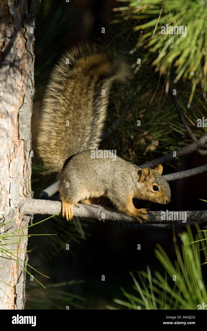 Fox est l'Écureuil roux (Sciurus niger), au Colorado. Banque D'Images