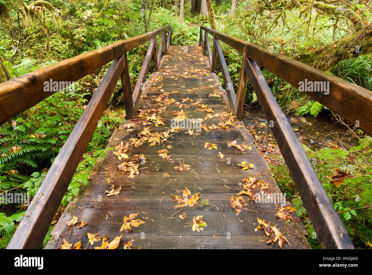 Pont dans la Prairie Creek Redwoods State Park, comté de Humboldt, en Californie Banque D'Images