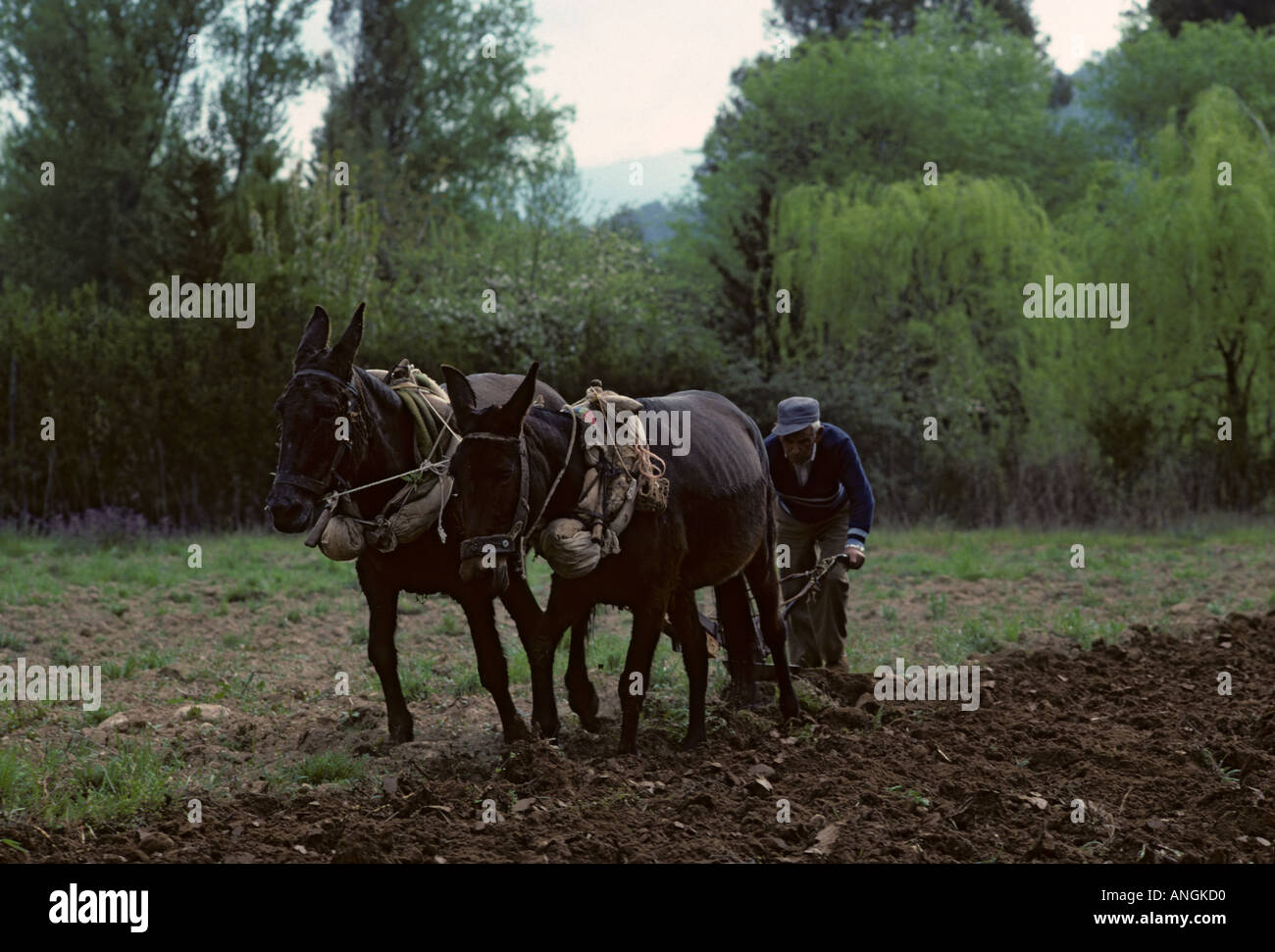 Labour avec mules, Sierra de Cazorla, Espagne Banque D'Images