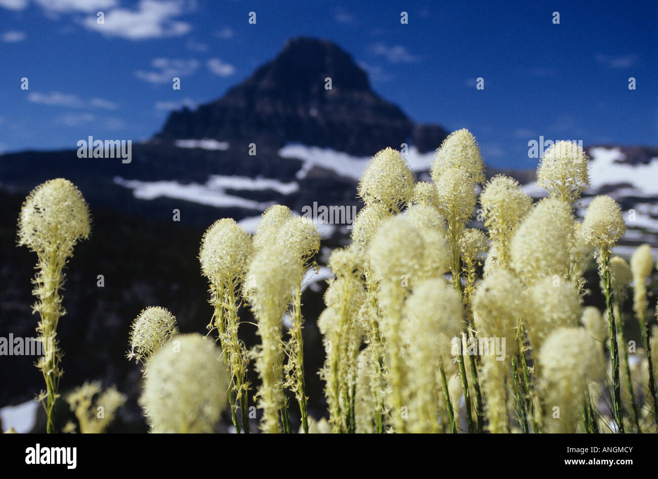 .Mt Reynolds et xérophylle(Xerophyllum tenax), Glacier National Park, Montana, USA Banque D'Images