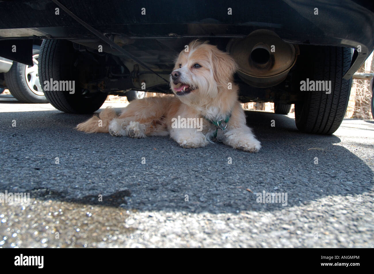 Un chien s'échappe le chaud soleil d'été en jetant sur le trottoir sous une voiture Banque D'Images