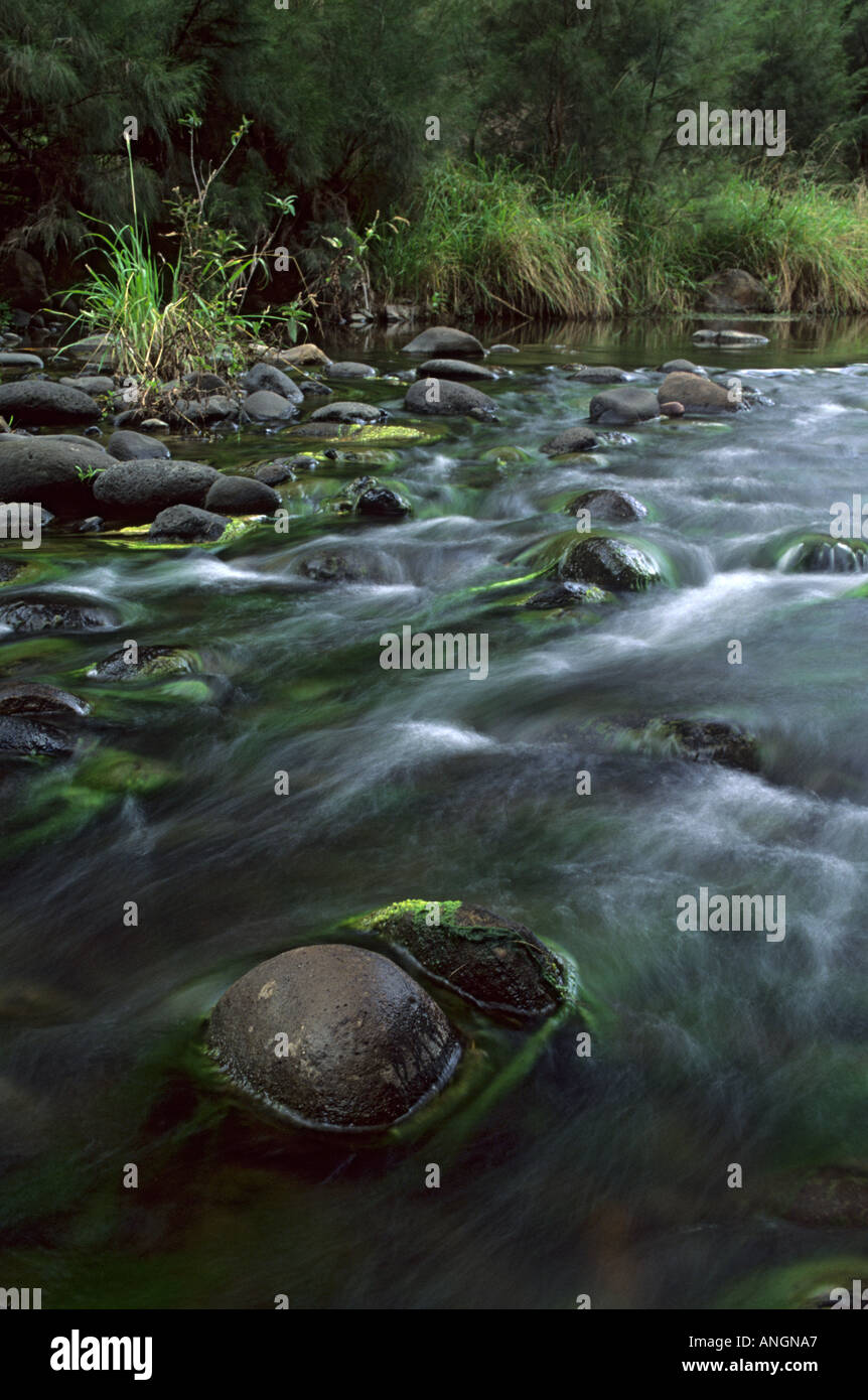 Le Parc National de Carnarvon Carnarvon Creek Australie Queensland Banque D'Images