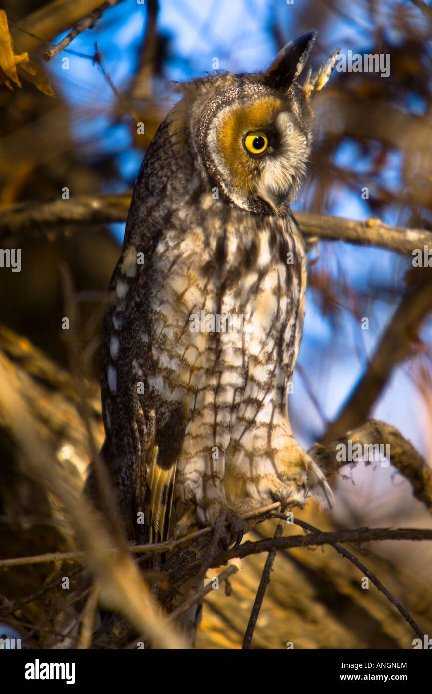 Long eared Owl (Asio otus ) Canyon Lake dans le Comté de Riverside en Californie United States Banque D'Images