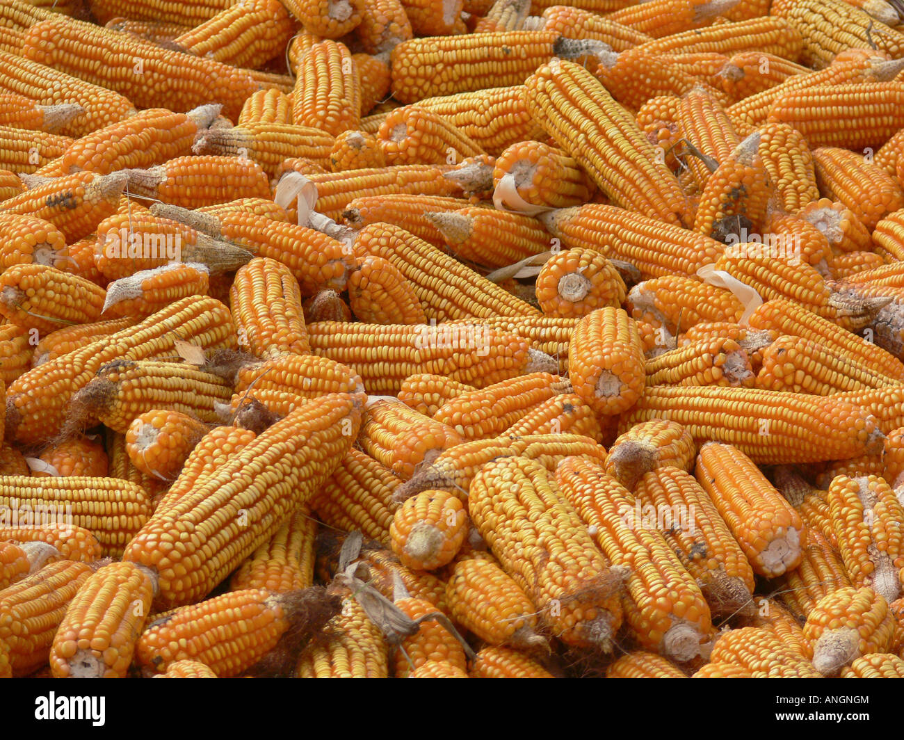 Le maïs, Zea mays var, Phaltan, New Delhi, Inde. Banque D'Images