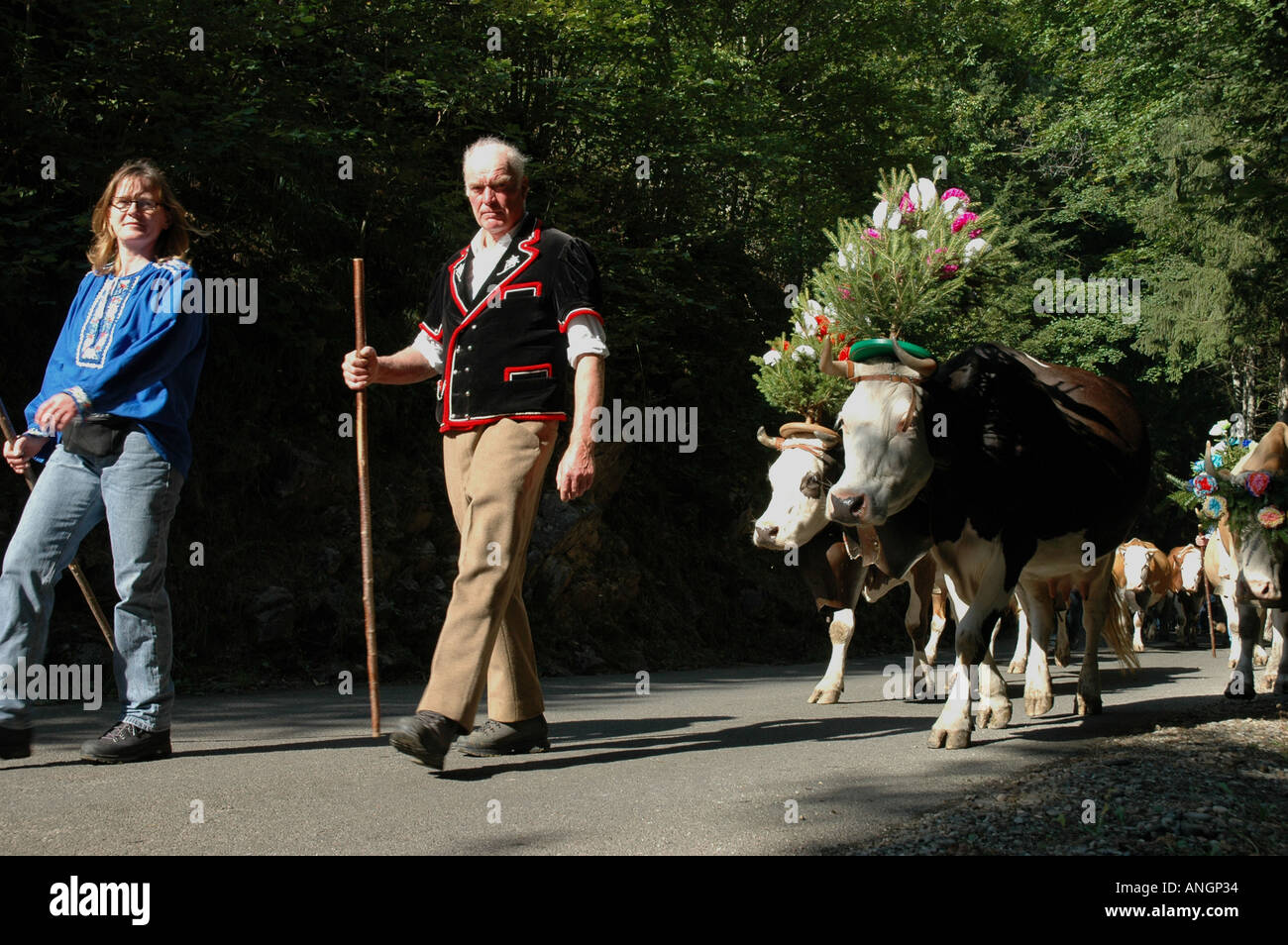 Les agriculteurs mènent les vaches d'alpages d'été retour à Granges Justistal Alpes bernoises en Suisse Banque D'Images