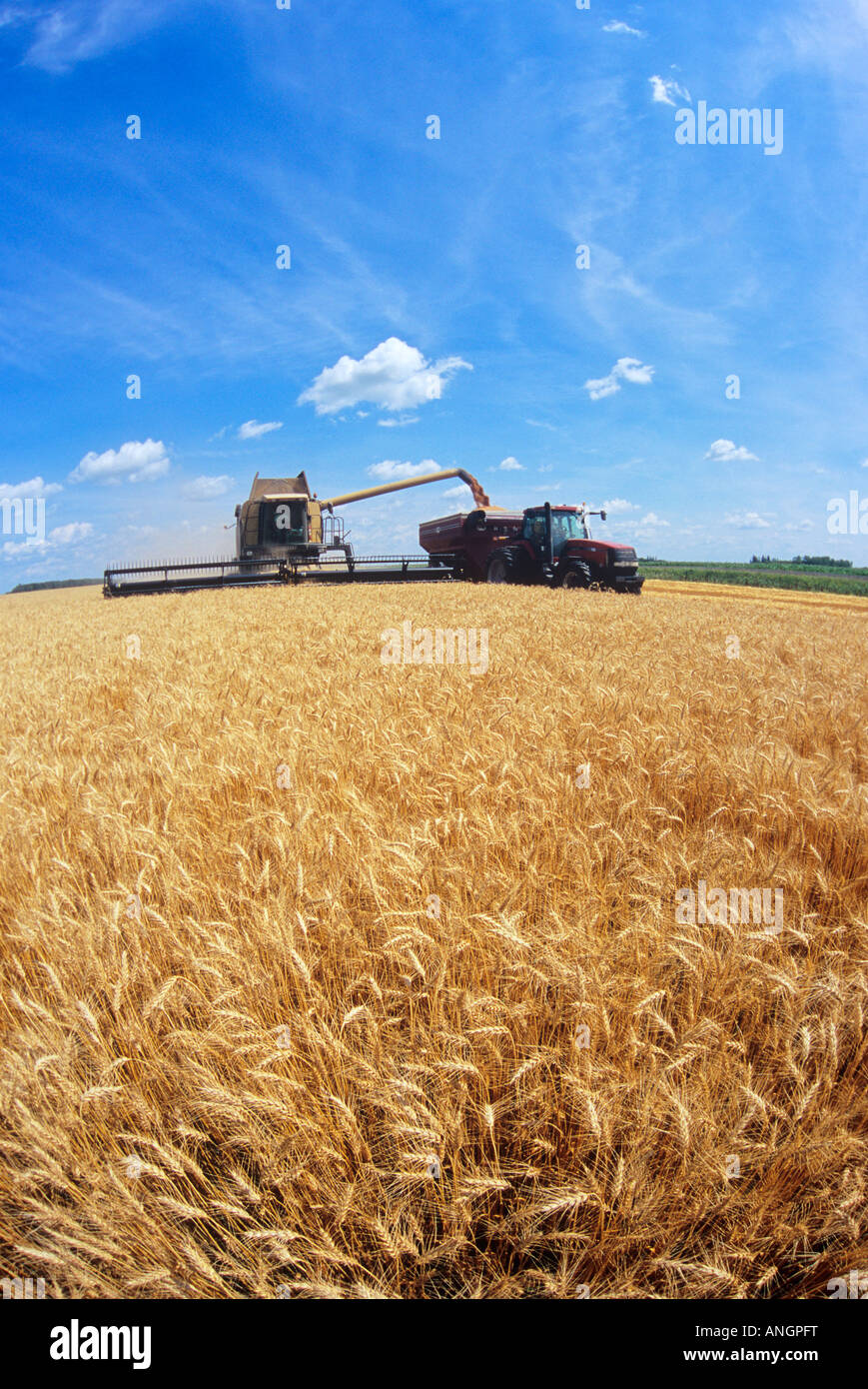 Une moissonneuse-batteuse décharge le blé d'hiver dans un wagon de grain sur l'aller, Oakbank au Manitoba, Canada. Banque D'Images