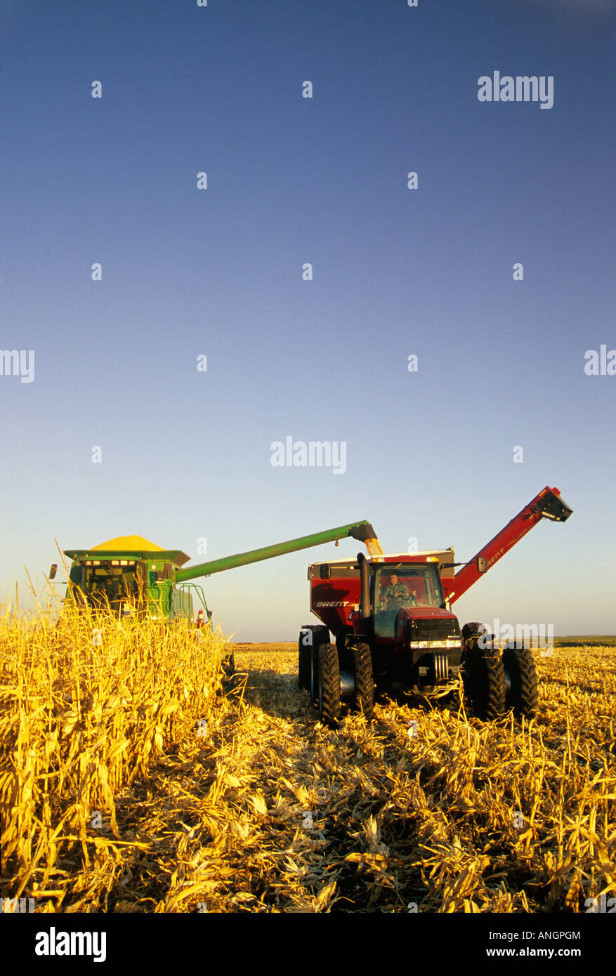 Une moissonneuse-batteuse de déchargements/grain de maïs dans l'alimentation d'un wagon de grain sur le rendez-vous, près de Carmen, au Manitoba, Canada. Banque D'Images