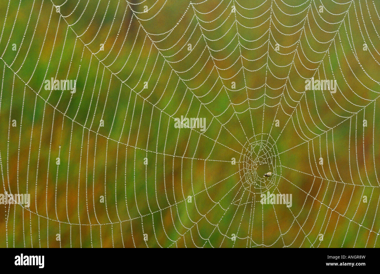 Spider web à Tilton Lake, Sudbury, Ontario, Canada. Banque D'Images