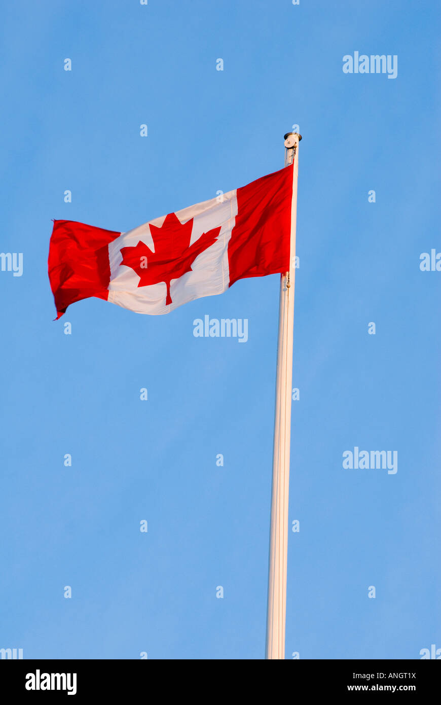 Le drapeau canadien sur la pelouse de l'Assemblée législative à Victoria, île de Vancouver, Colombie-Britannique, Canada. Banque D'Images