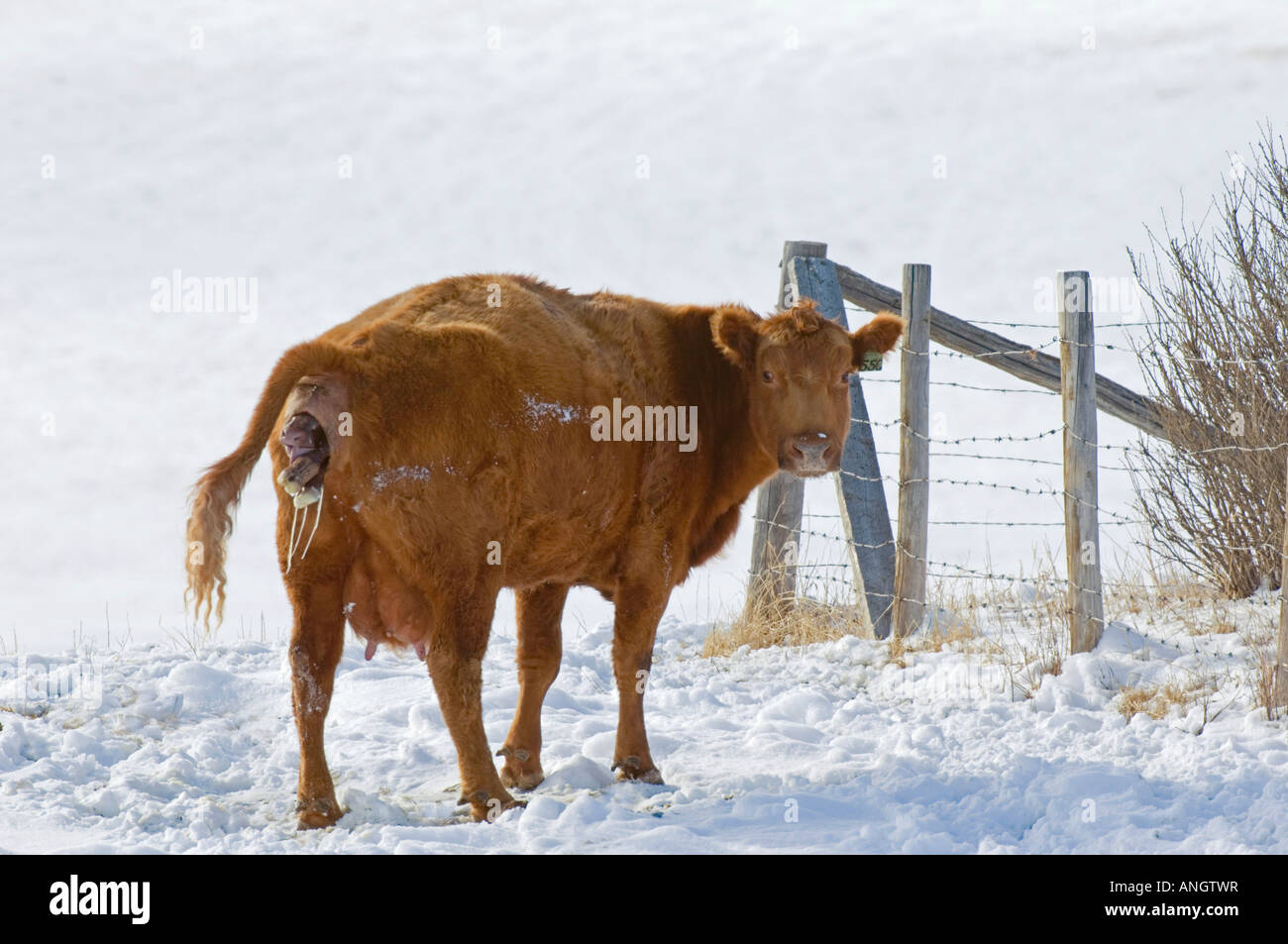 Angus rouge (Bos taurus) femmes donnant naissance au veau. Vaches dans ce domaine sont généralement laissés à l'extérieur en hiver. Si le temps est très Banque D'Images