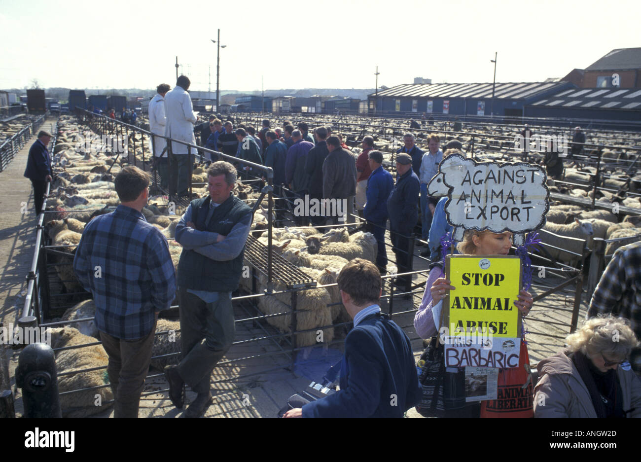 Moutons dans les stylos à Banbury marché avec des droits de l'animal manifestant contre les exportations des animaux Oxfordshire England Banque D'Images