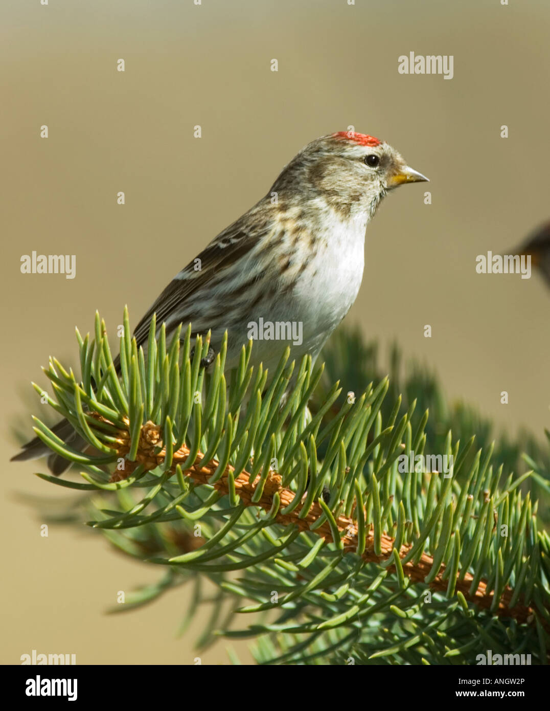Redpole commun (Carduelis flammen) Femelle. Un petit pinson des forêts du nord et de la toundra qui forme souvent avec d'autres troupeaux finc Banque D'Images