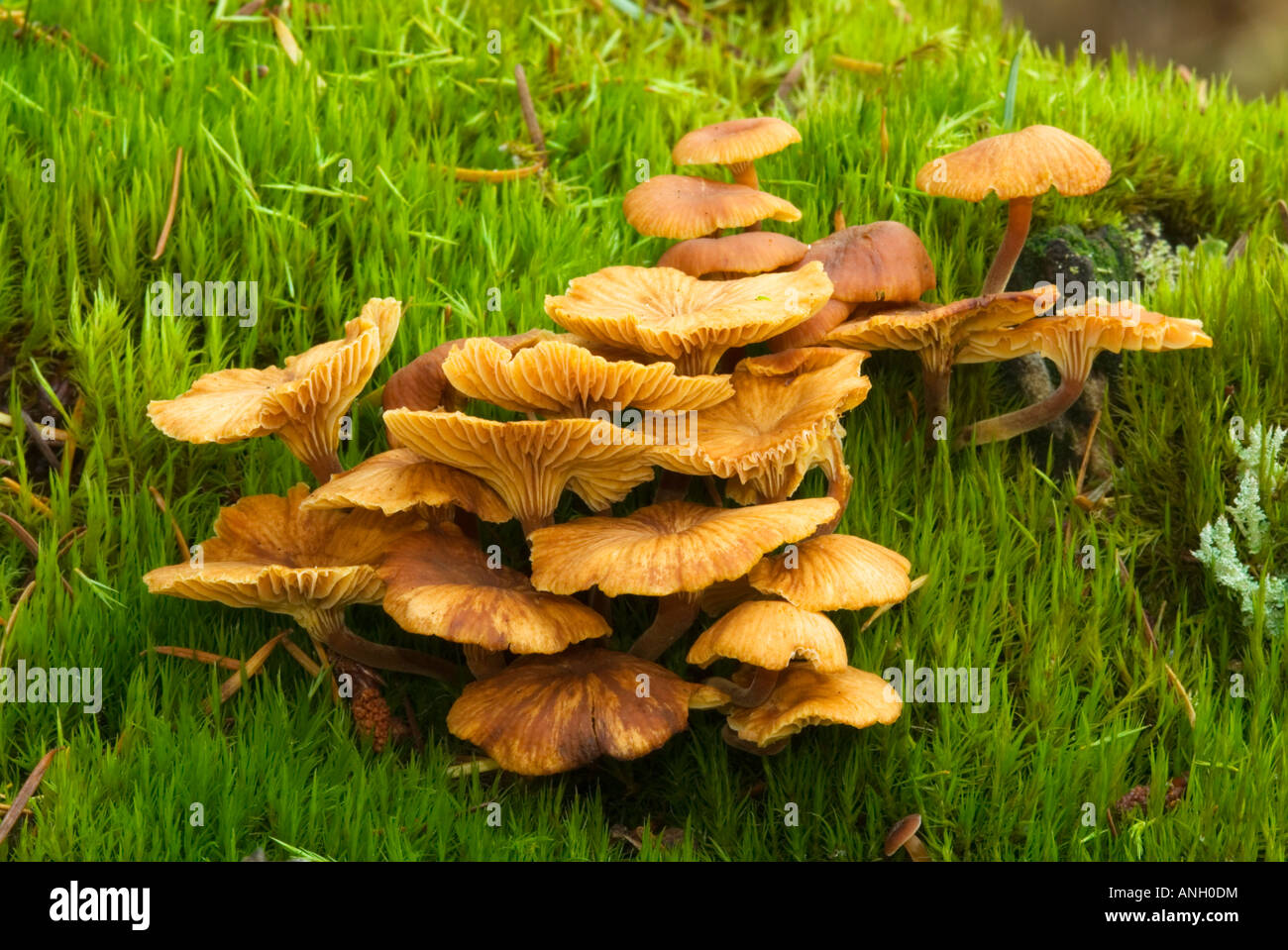 Xeromphalina campanella, l'île de Vancouver, Colombie-Britannique, Canada. Banque D'Images