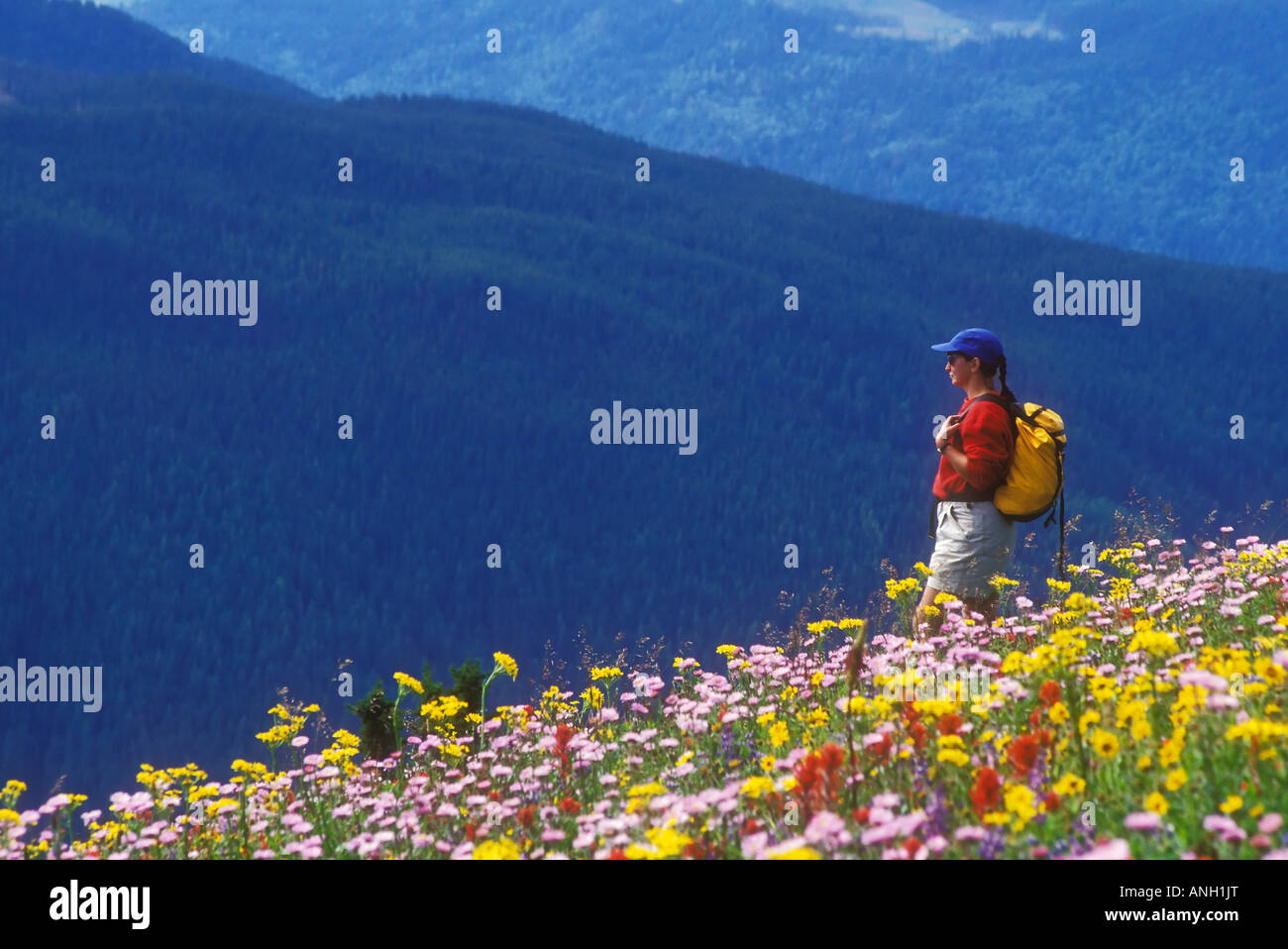 Randonnées au milieu de fleurs alpines, Sun Peaks, Shuswap, Colombie-Britannique, Canada. Banque D'Images