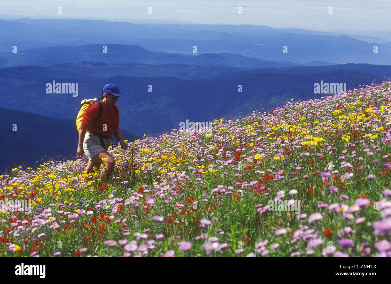 Randonnées au milieu de fleurs alpines, Sun Peaks, Shuswap, Colombie-Britannique, Canada. Banque D'Images