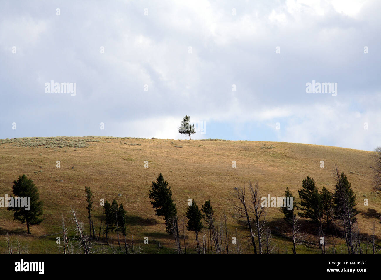 Seul arbre sur une colline herbeuse, Yellowstone National Park, Wyoming, USA Banque D'Images