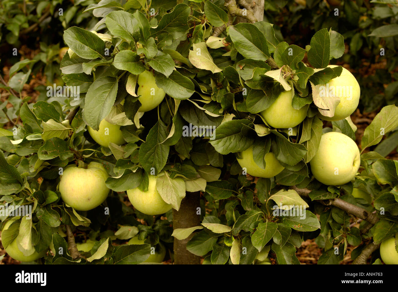 Malus sylvestris Apple Rosaceae Rev W Wilks Banque D'Images