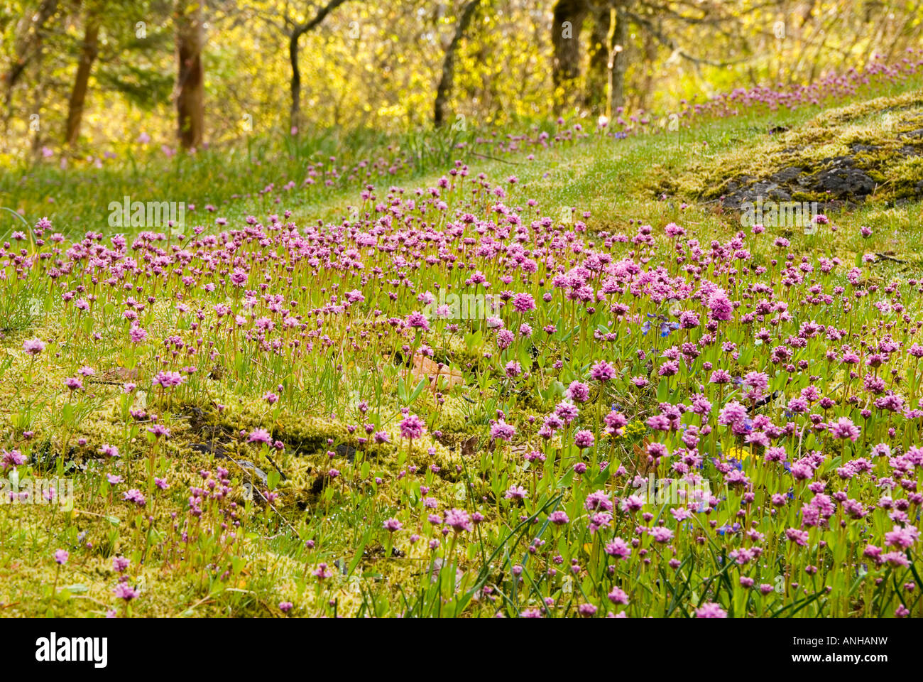 Seablush fleurs ornent le parc de chênes de Garry de Gore, l'île de Vancouver, Colombie-Britannique, Canada. Banque D'Images