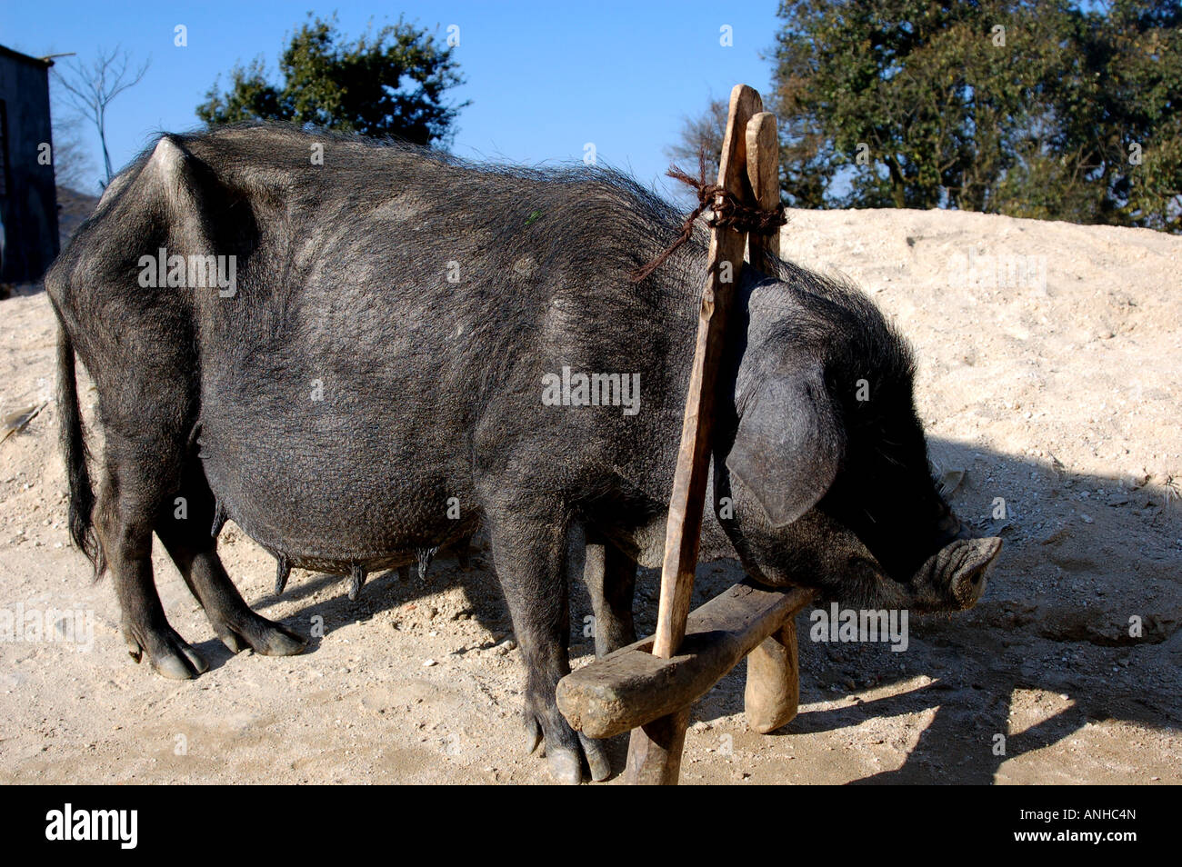 puce pour cochon, Banque D'Images