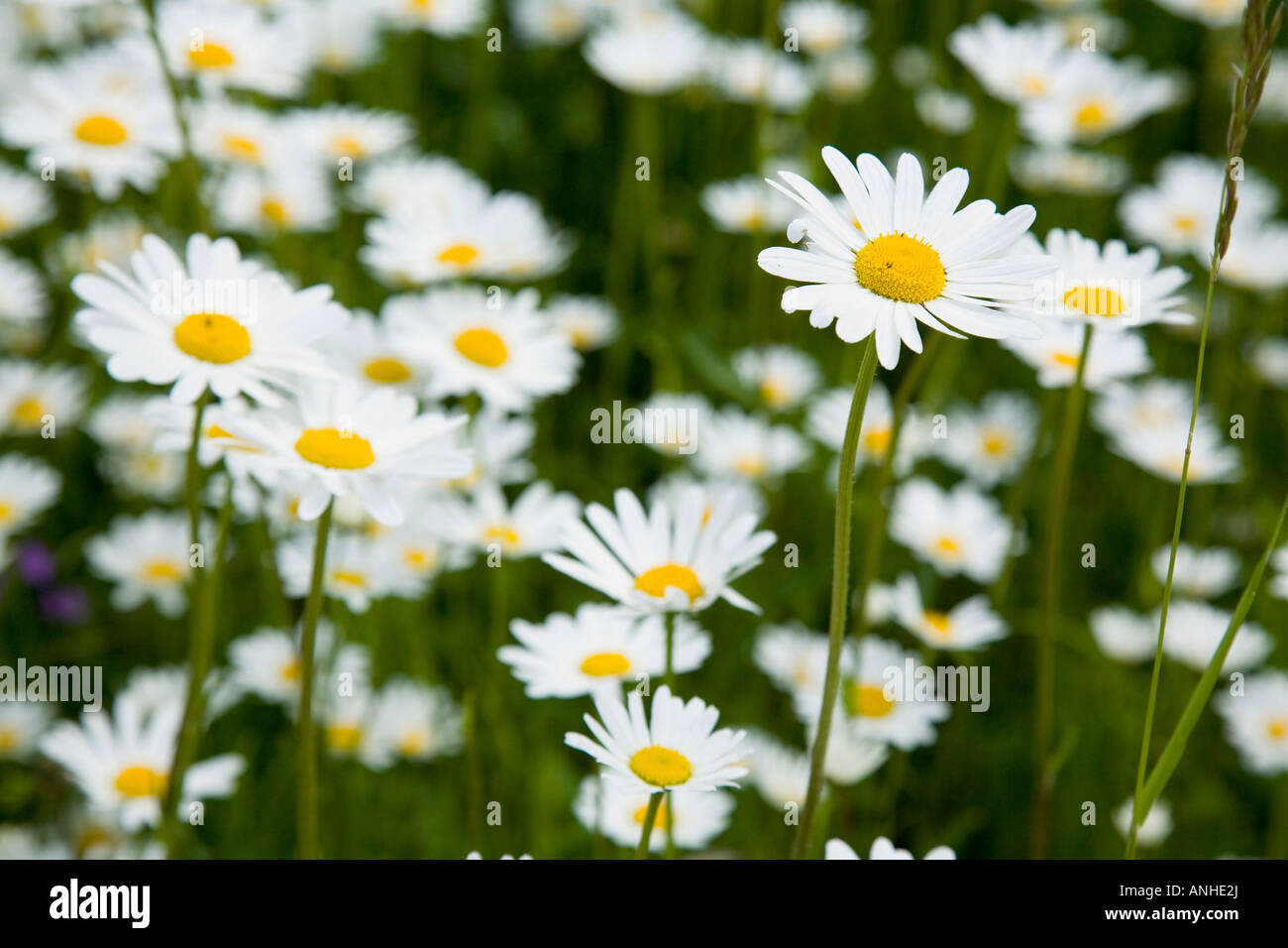 Marguerites sur un pré Banque D'Images