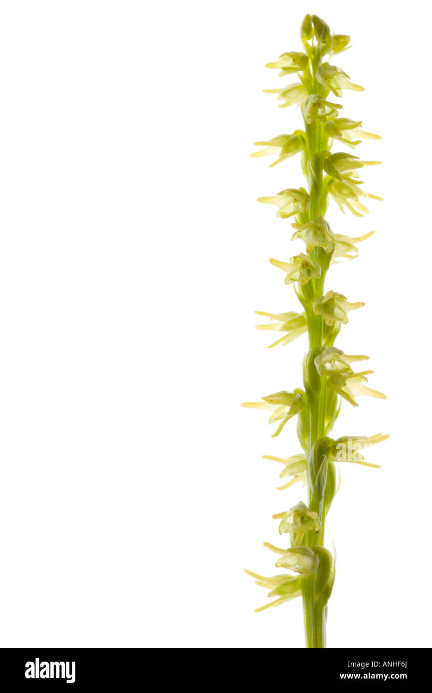 Orchidée fleur de musc Banque D'Images