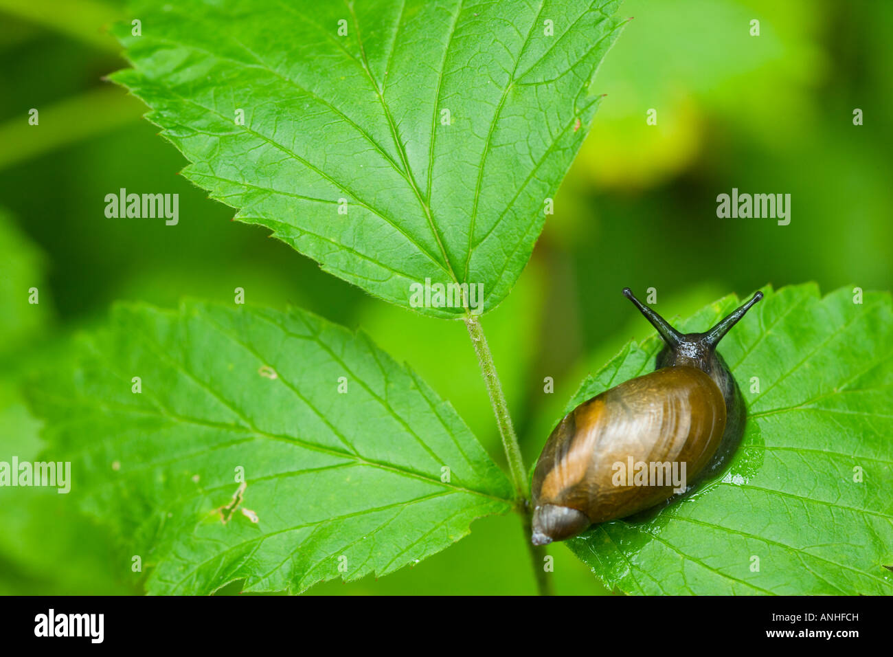 Escargot d’ambre Banque D'Images