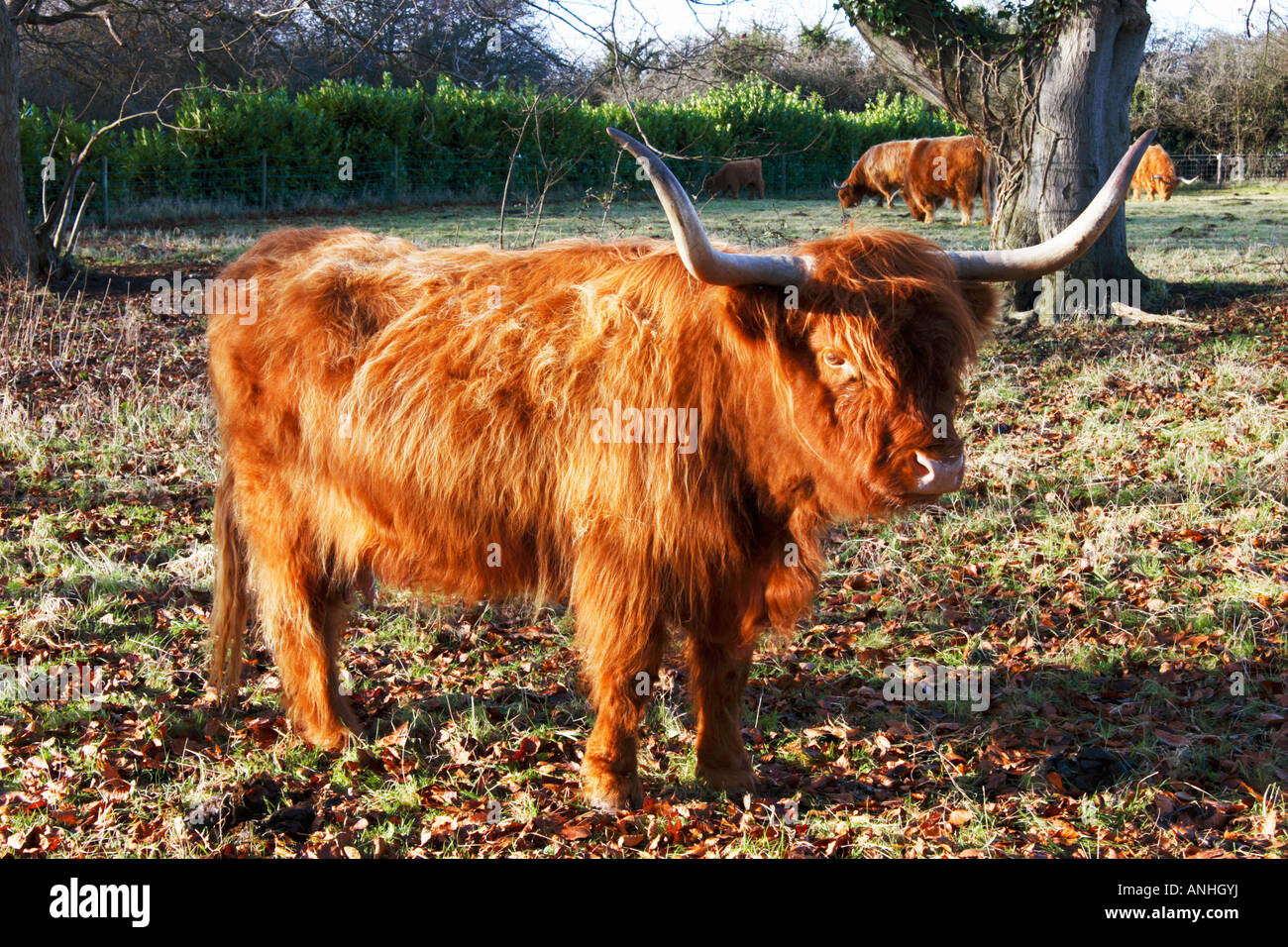 Highland cattle, vache. Banque D'Images