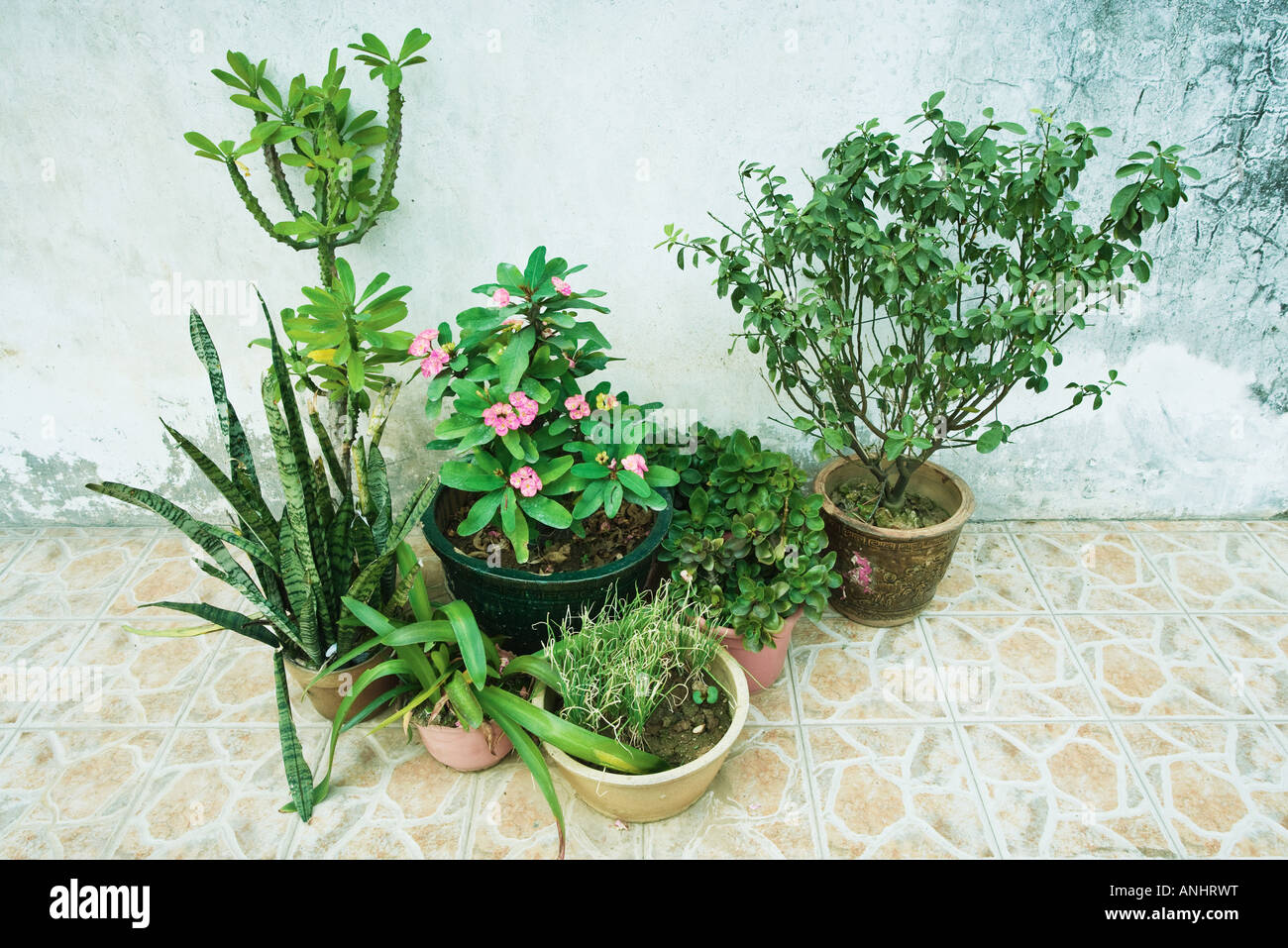 Plantes en pot Banque D'Images