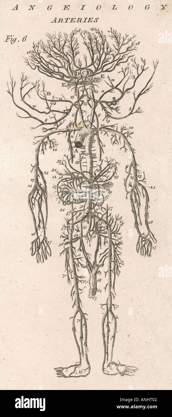 Anatomie médicale Banque D'Images