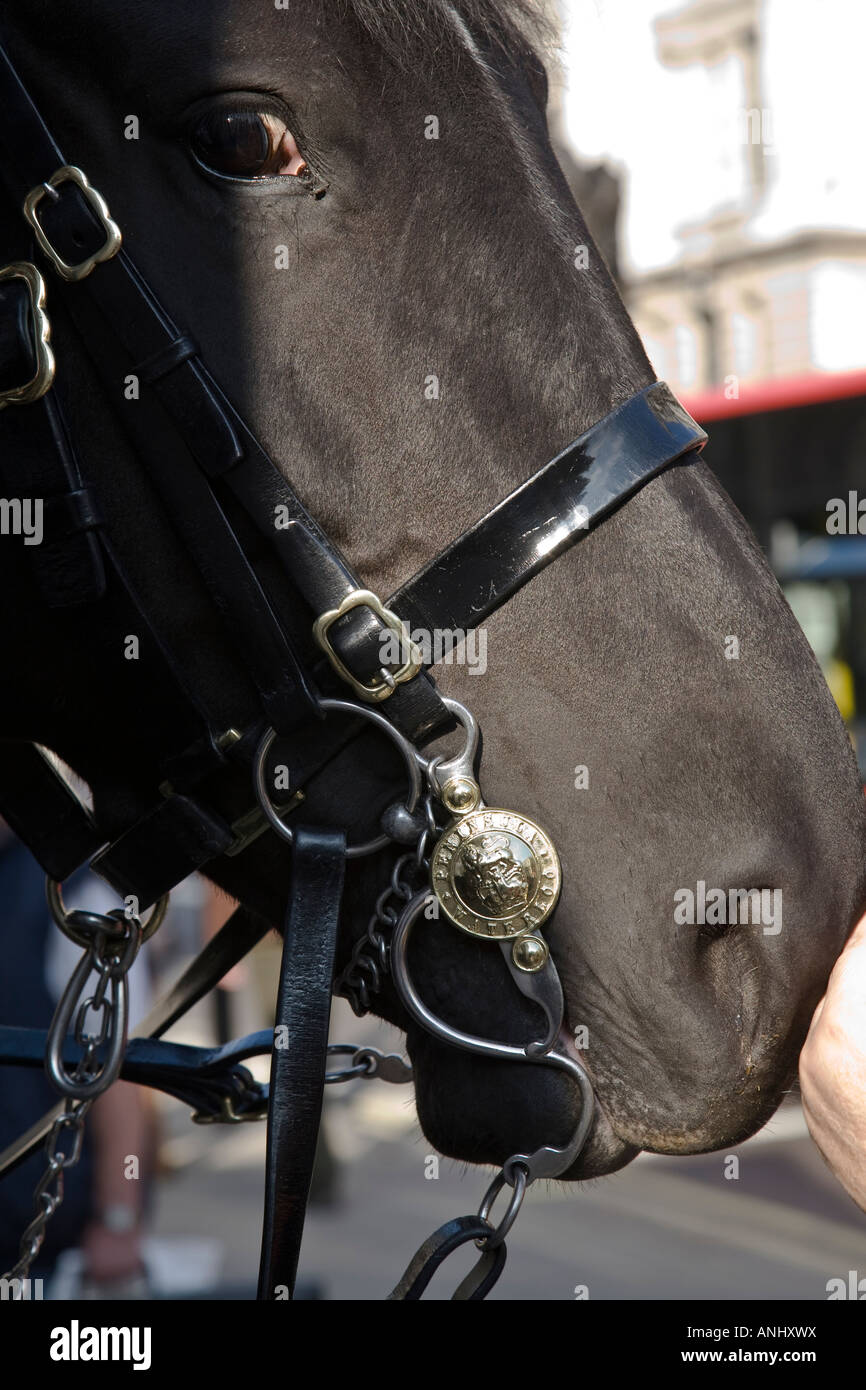 Un gros plan sur le cheval d'un sauveteur de la Household Cavalry Regiment en devoir à l'extérieur du bâtiment des Horse Guards à Whitehall Banque D'Images