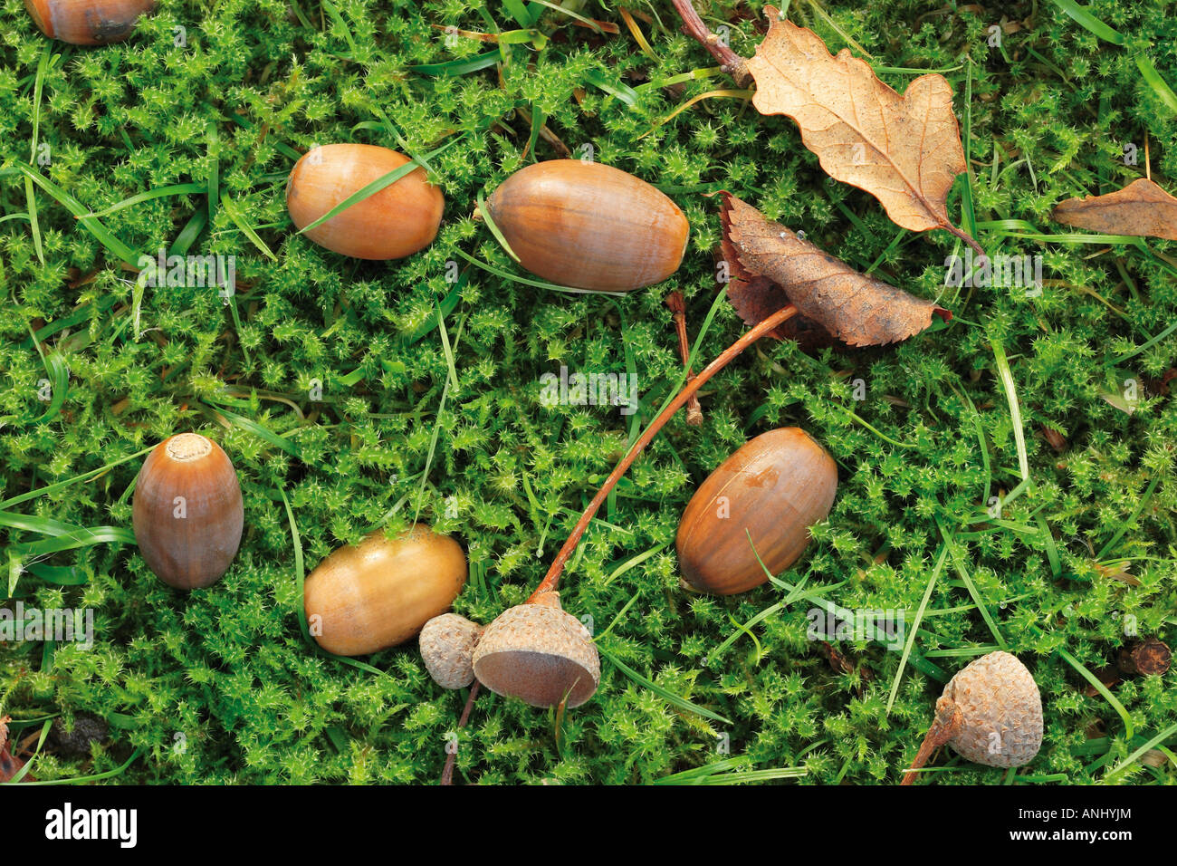 Les feuilles d'automne et de glands en mousse verte Banque D'Images