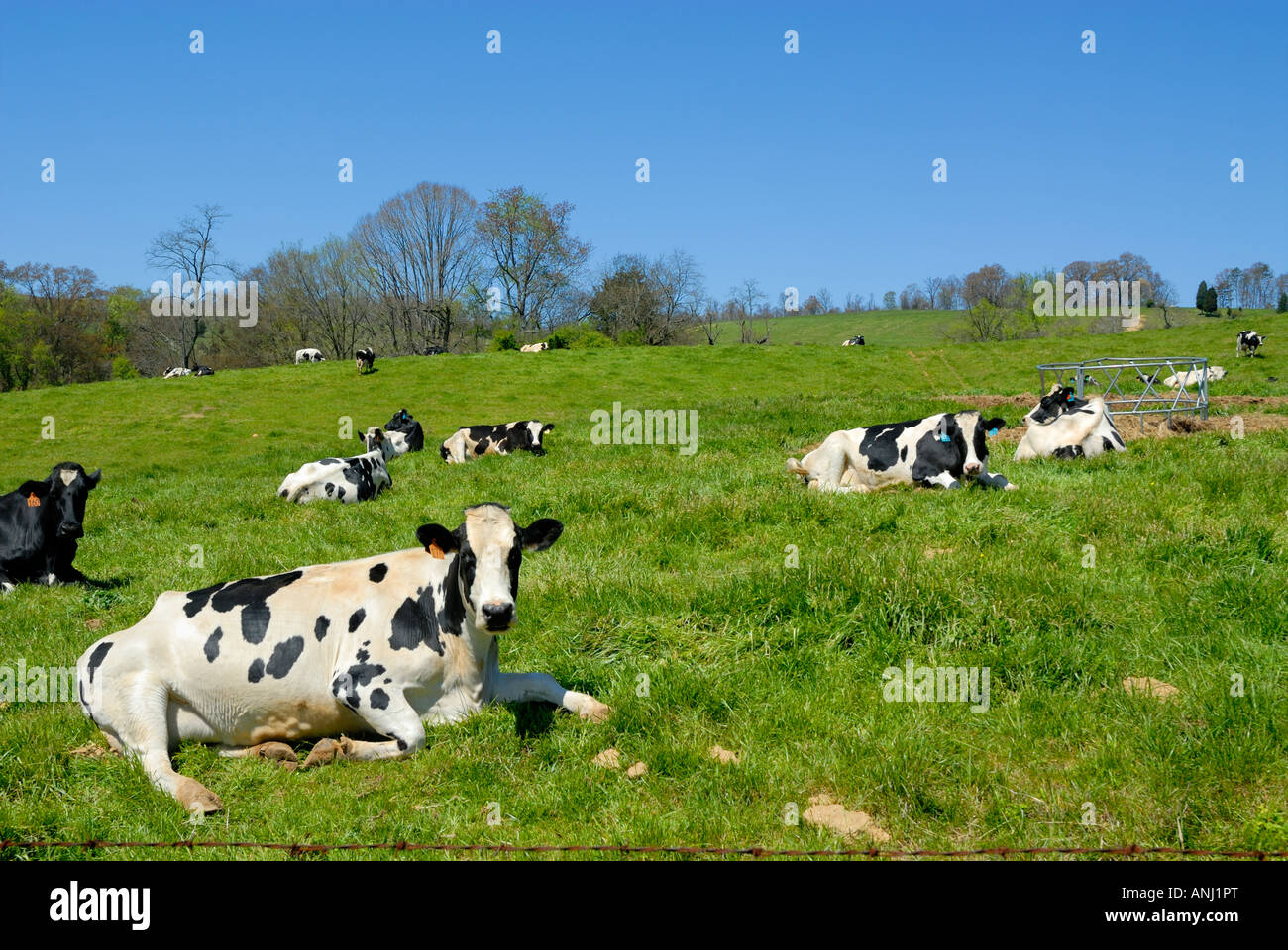 Les vaches se détendre et mâcher la cud dans le chaud soleil de l'après-midi sur un joli jour de printemps. Quelle vie ! Banque D'Images
