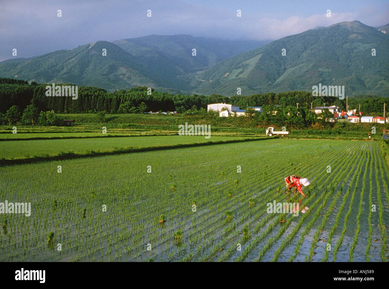 Femme japonaise en tiges de plantation de riz de riz Banque D'Images