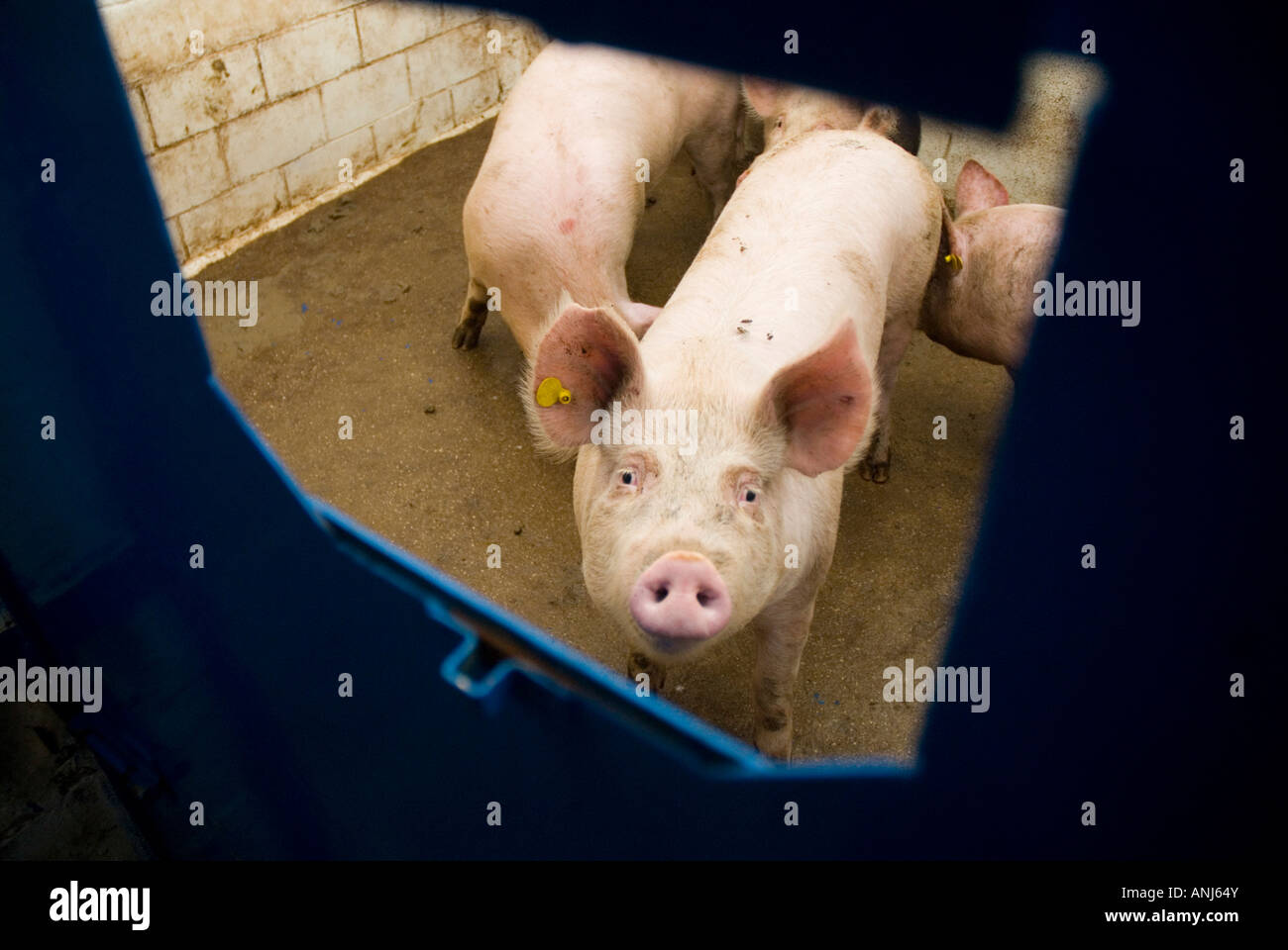 Des porcs à l'abattoir à Villarejo de Salvanes MADRID ESPAGNE Banque D'Images