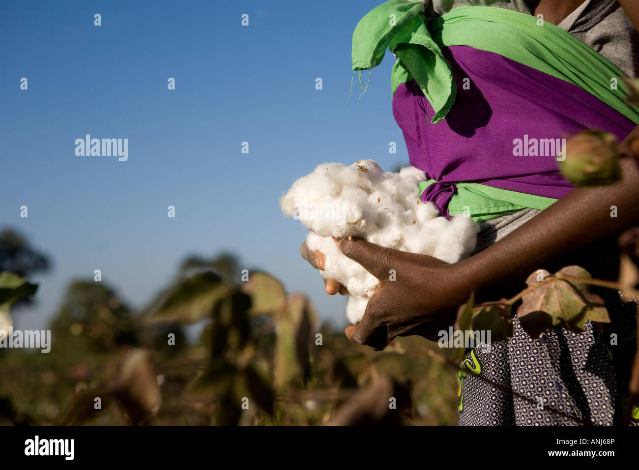 Marouba Souko 18 agriculteurs de coton Banque D'Images