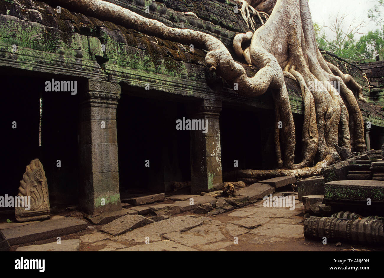 Angkor . Ta Prohm temple .Pgei Reap État. Le Cambodge . Banque D'Images